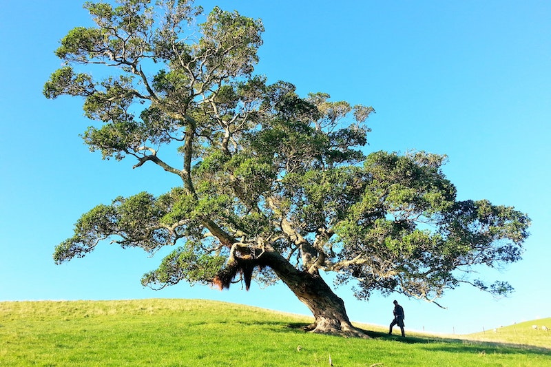 A man standing under a huge tree