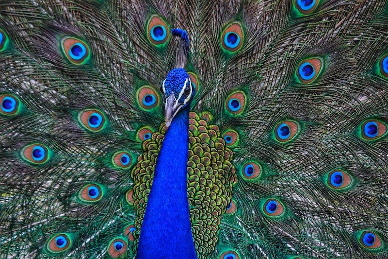 Peacock