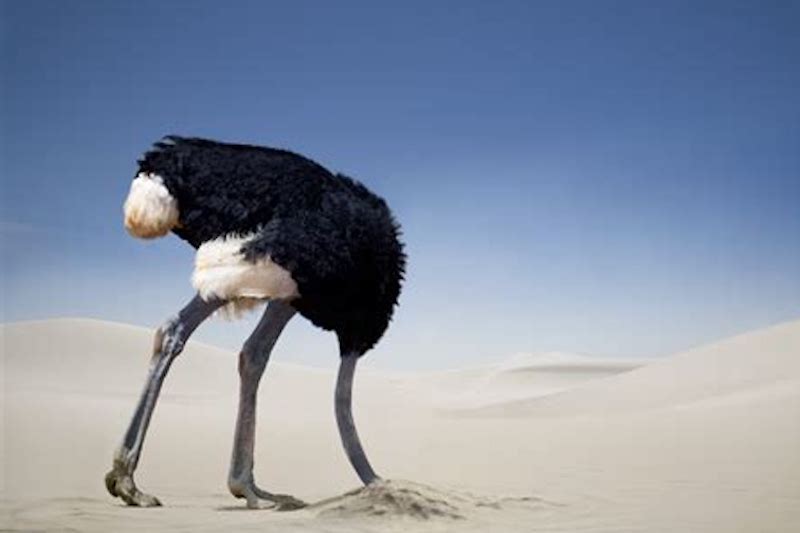 ostrich